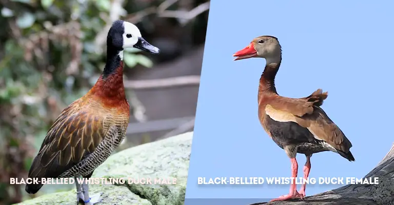 Black-bellied Whistling Duck Male Vs Female