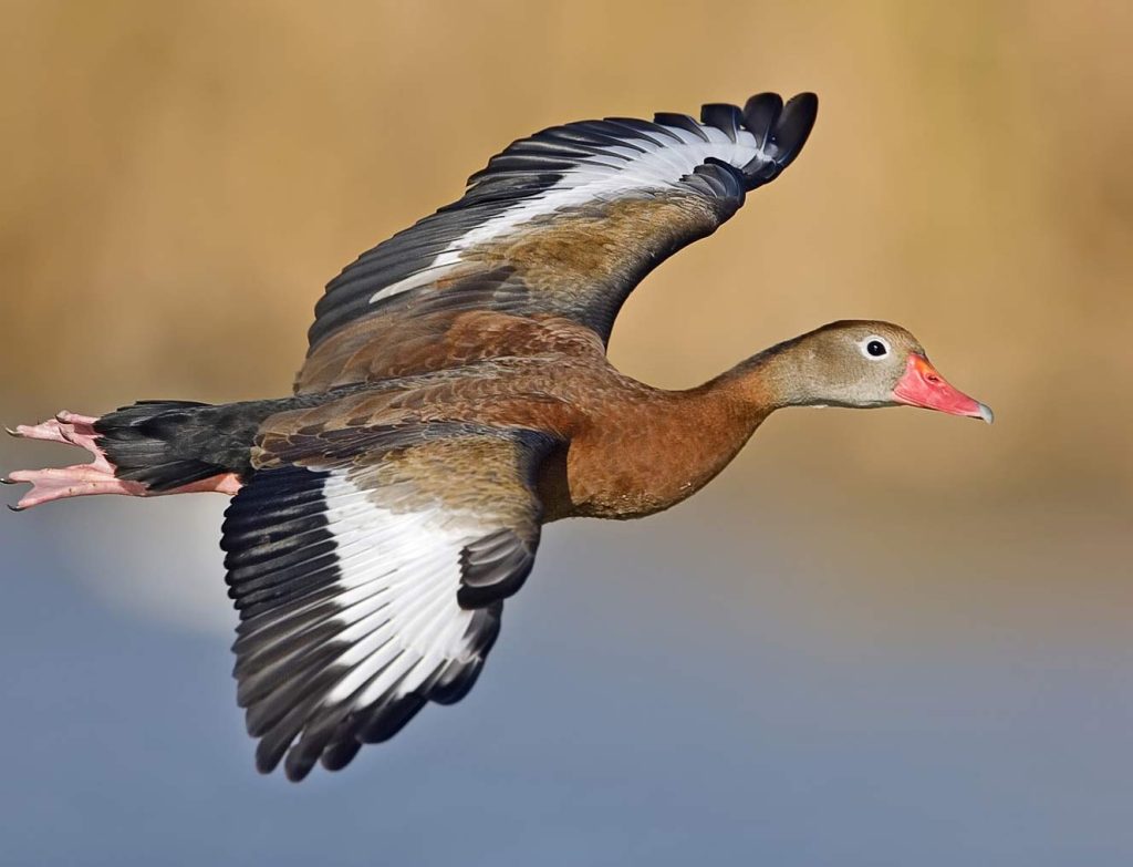 Black-bellied whistling duck