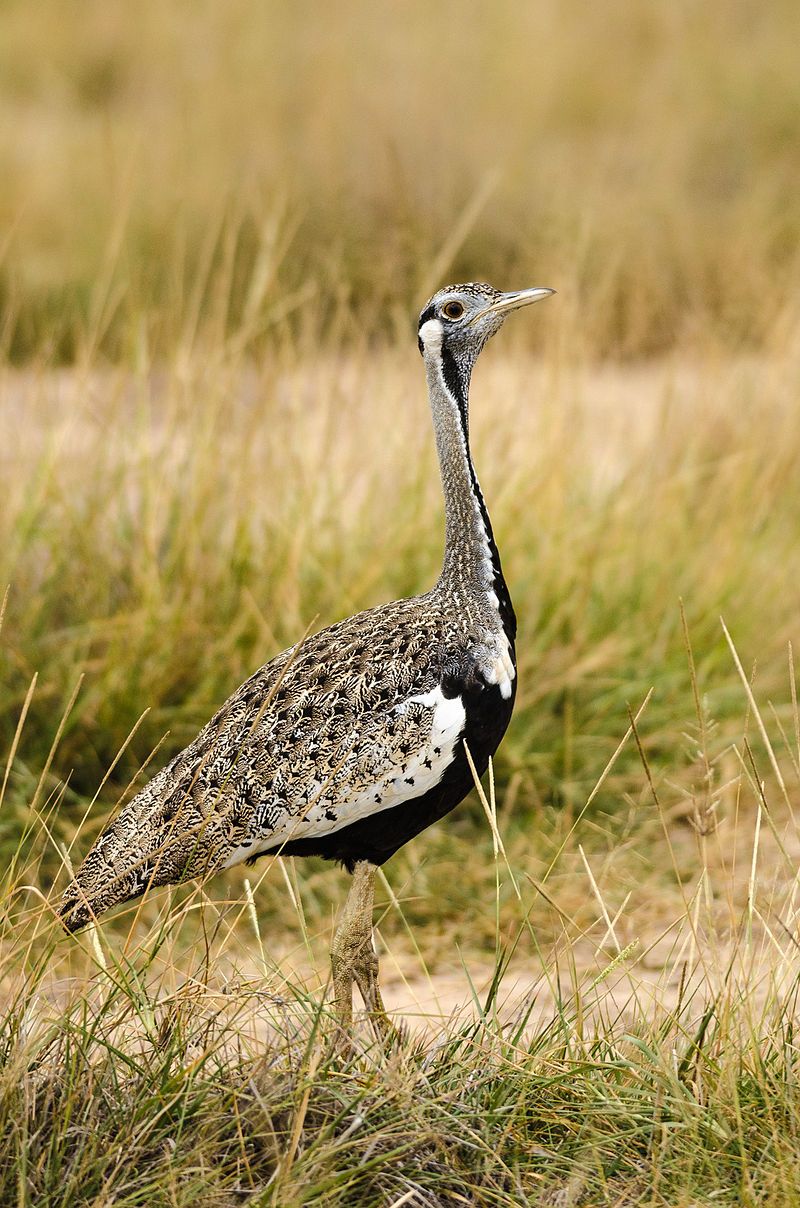 Black-bellied_bustard__11