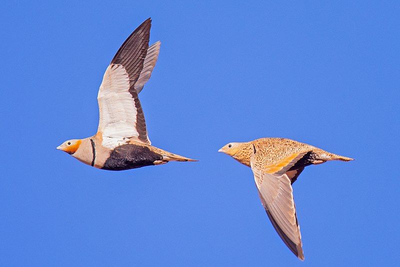 Black-bellied_sandgrouse__14