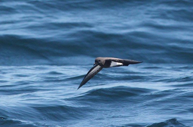 Black-bellied_storm_petrel__15