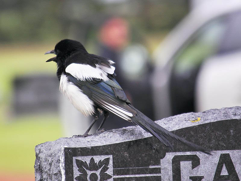 Black-billed Magpie