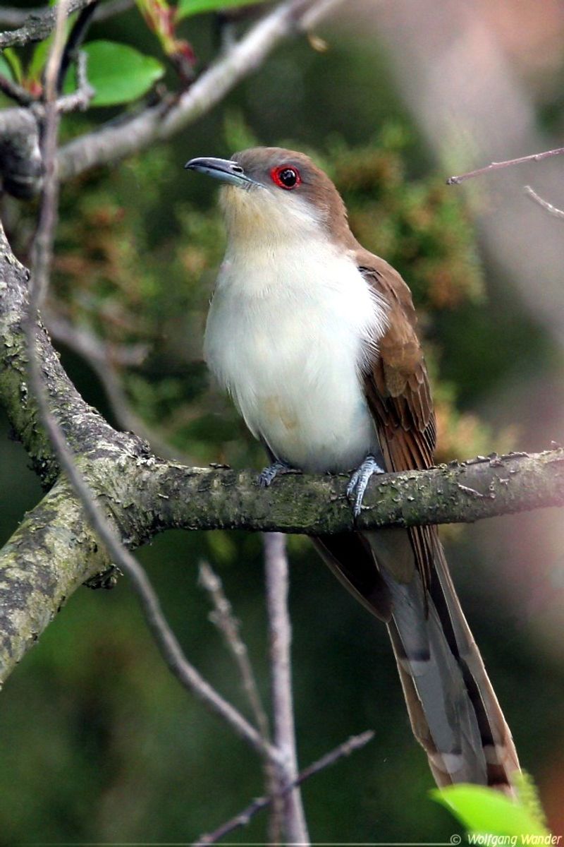 Black-billed_cuckoo__12