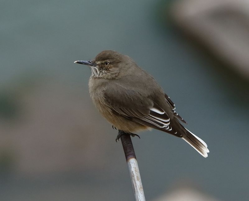 Black-billed_shrike-tyrant__21