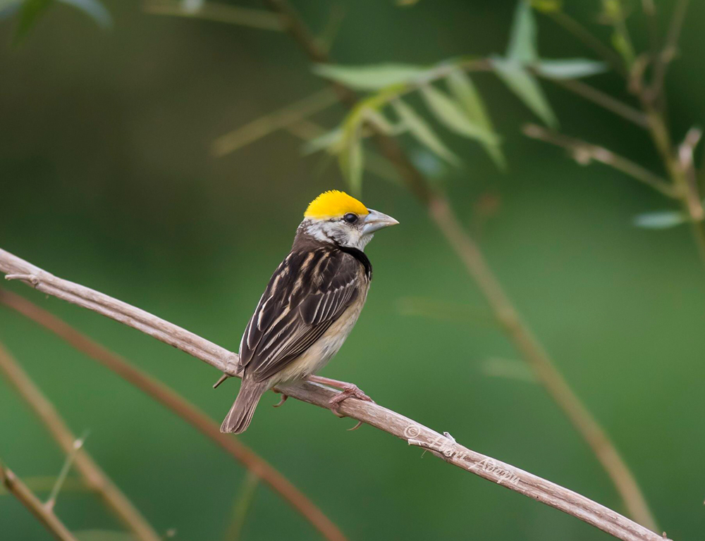 Black-breasted Weaver