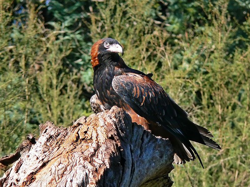 Black-breasted_buzzard__6