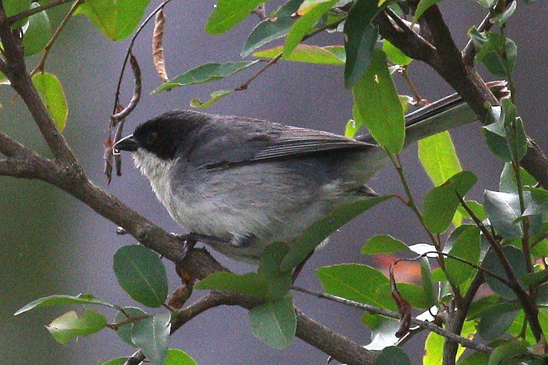 Black-capped_warbling_finch__16