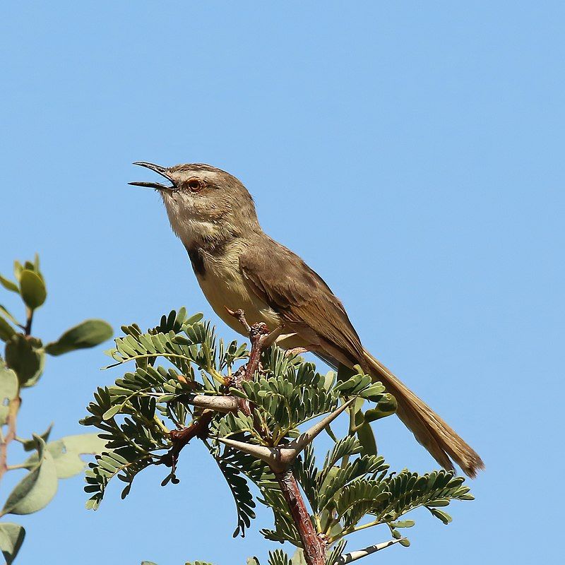 Black-chested_prinia__10