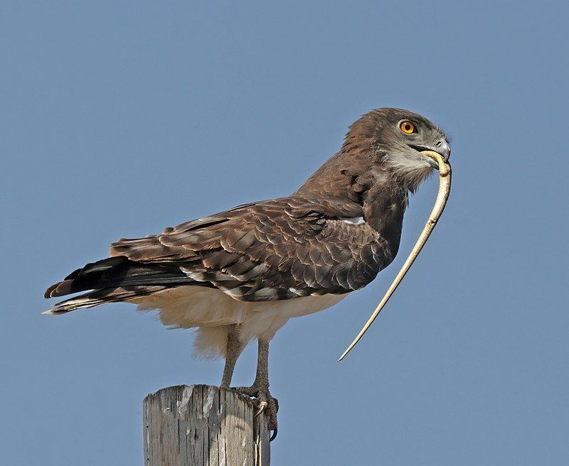 Black-chested_snake_eagle__20