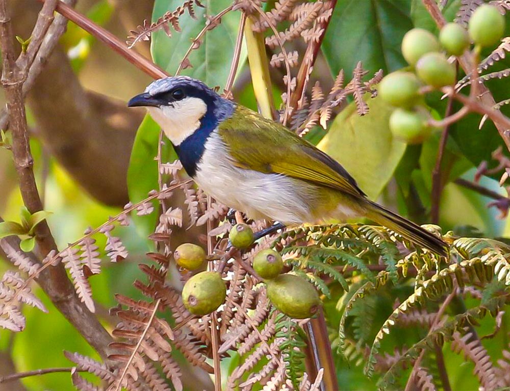 Black-collared Bulbul