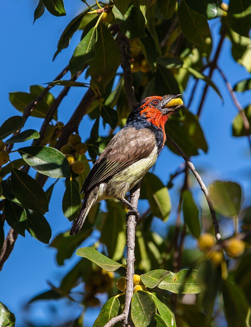 Black-collared_barbet__6