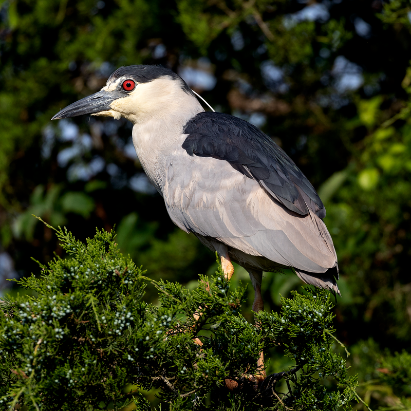 13 Birds to Watch in Lagos - The Worlds Rarest Birds