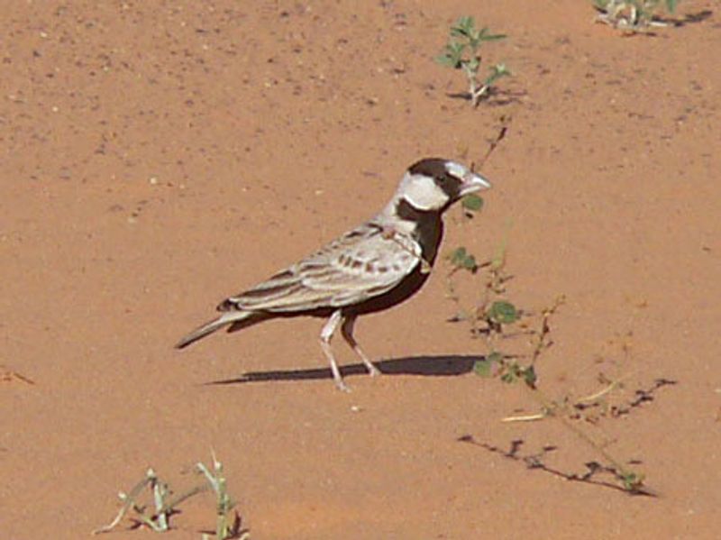 Black-crowned_sparrow-lark__17