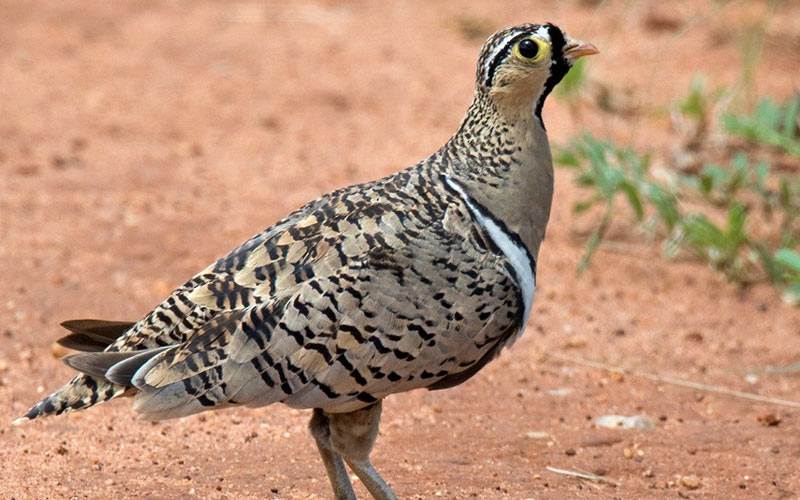 Black-faced sandgrouse