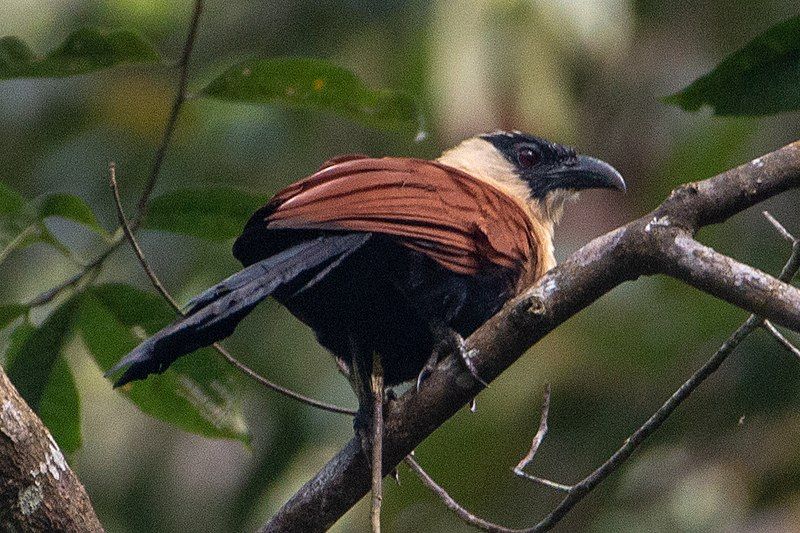 Black-faced_coucal__1