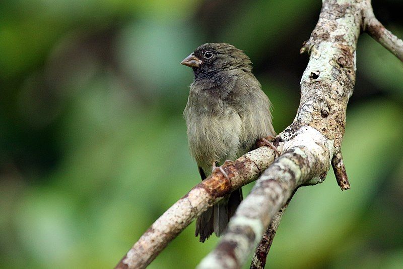 Black-faced_grassquit__7