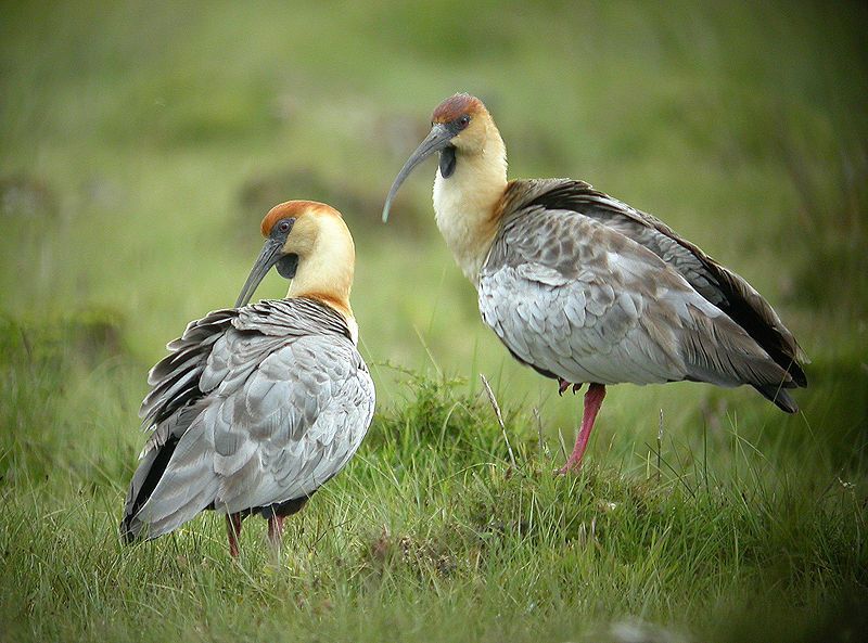 Black-faced_ibis__8