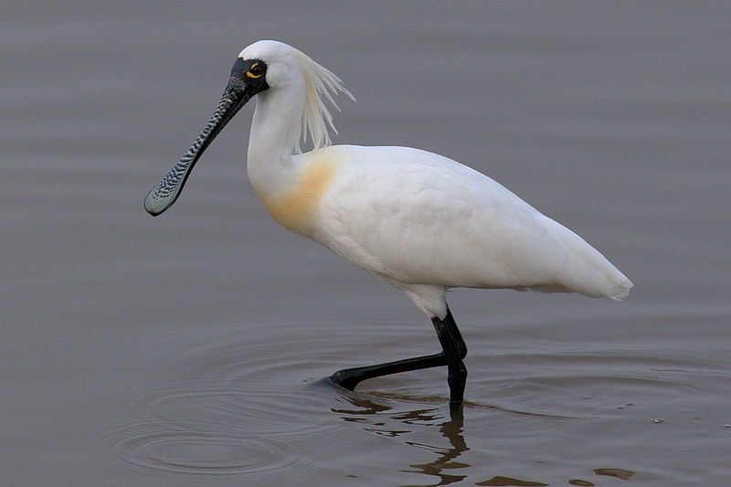 Black-faced_spoonbill__7