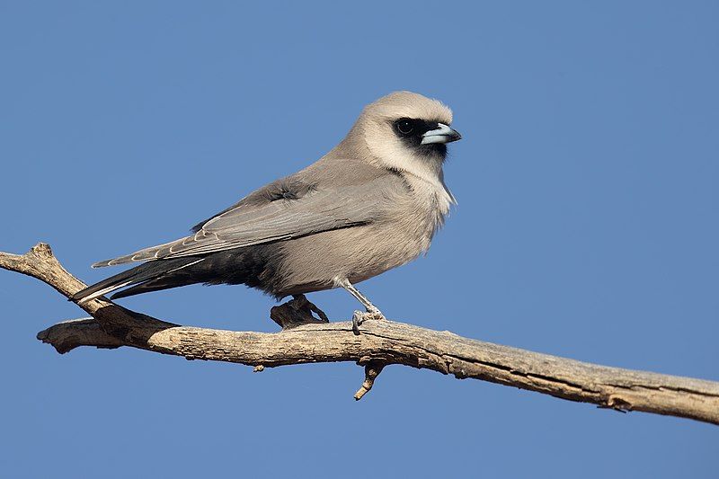 Black-faced_woodswallow__30