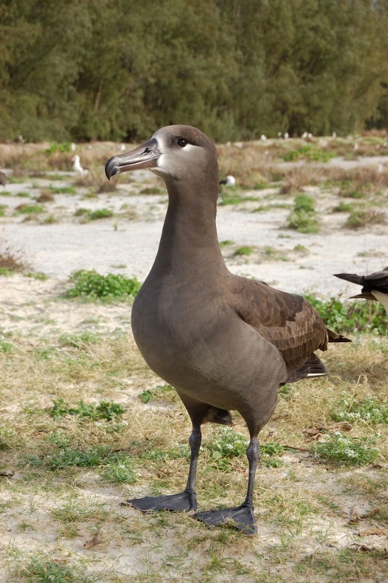 Black-footed_albatross__3