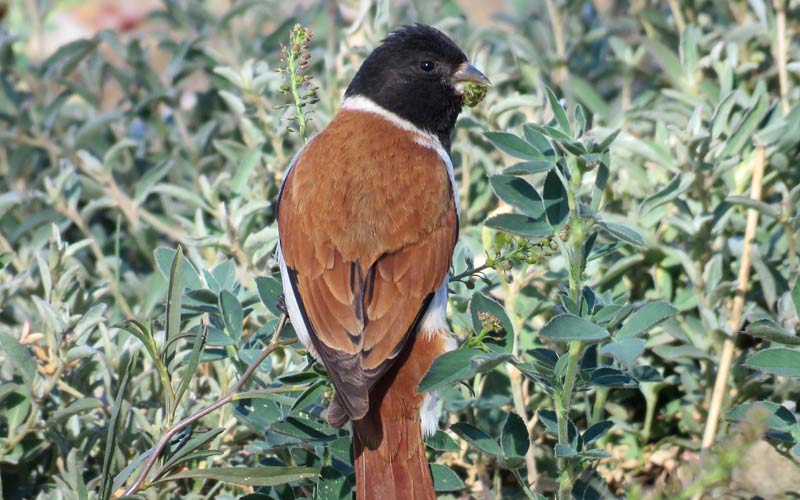 Black-headed Canary