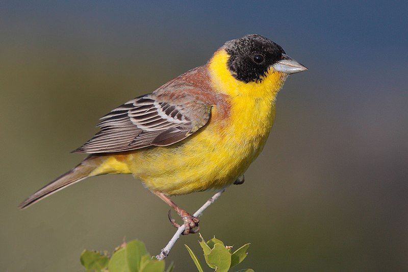 Black-headed_bunting__19