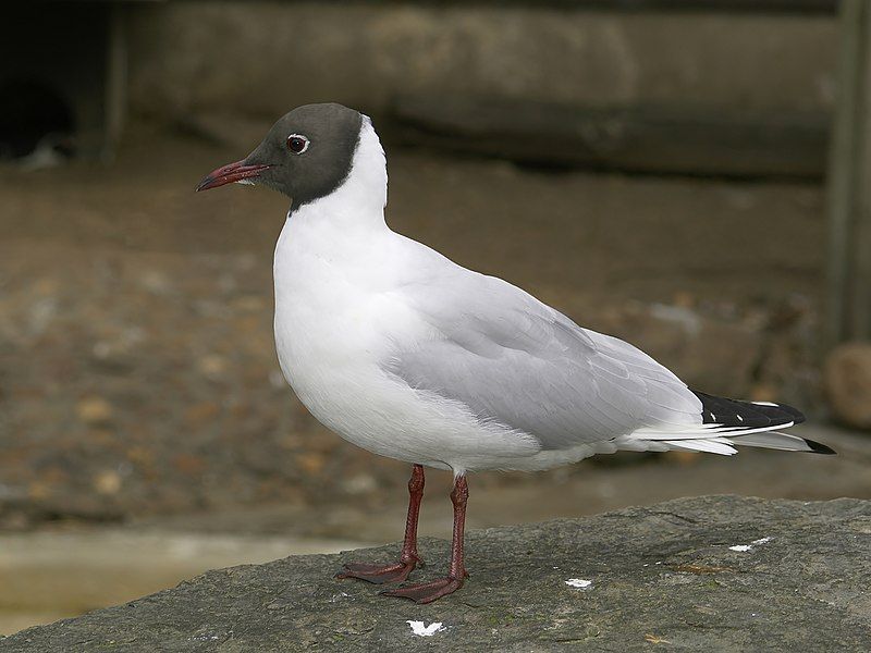 Black-headed_gull__1