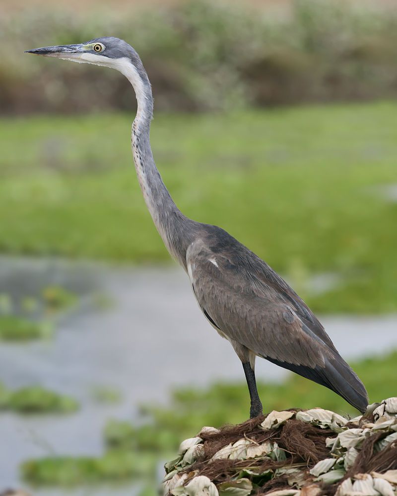 Black-headed_heron__30