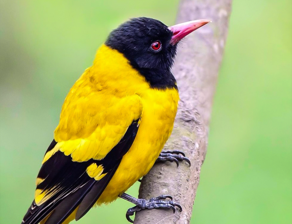 Black-hooded Oriole