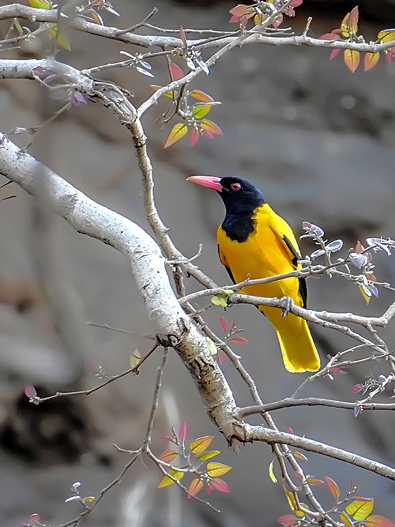 Black-hooded_oriole__2