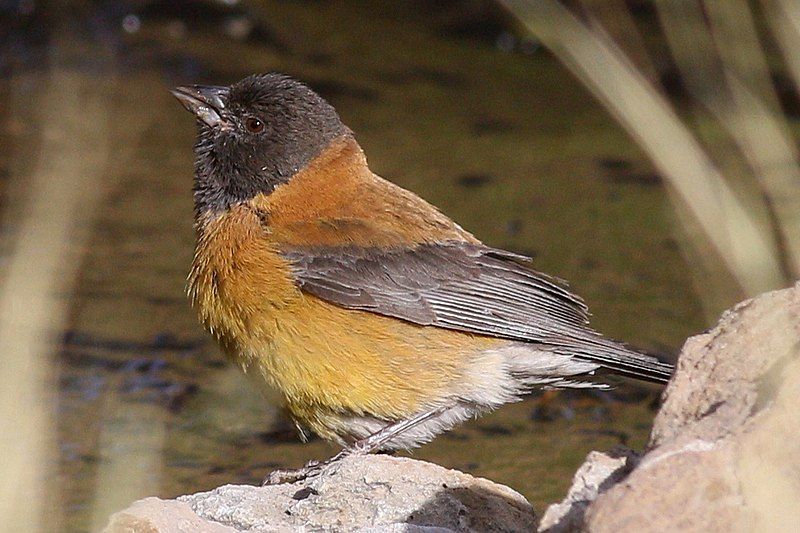 Black-hooded_sierra_finch__30