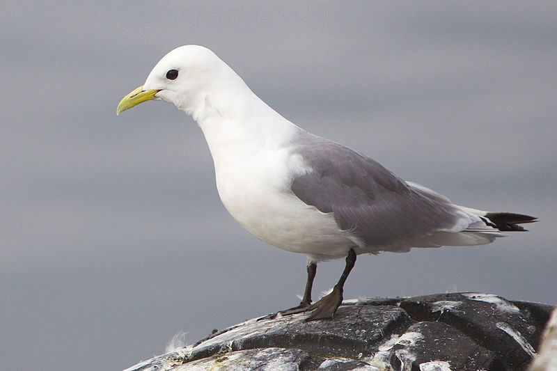 Black-legged_kittiwake__10