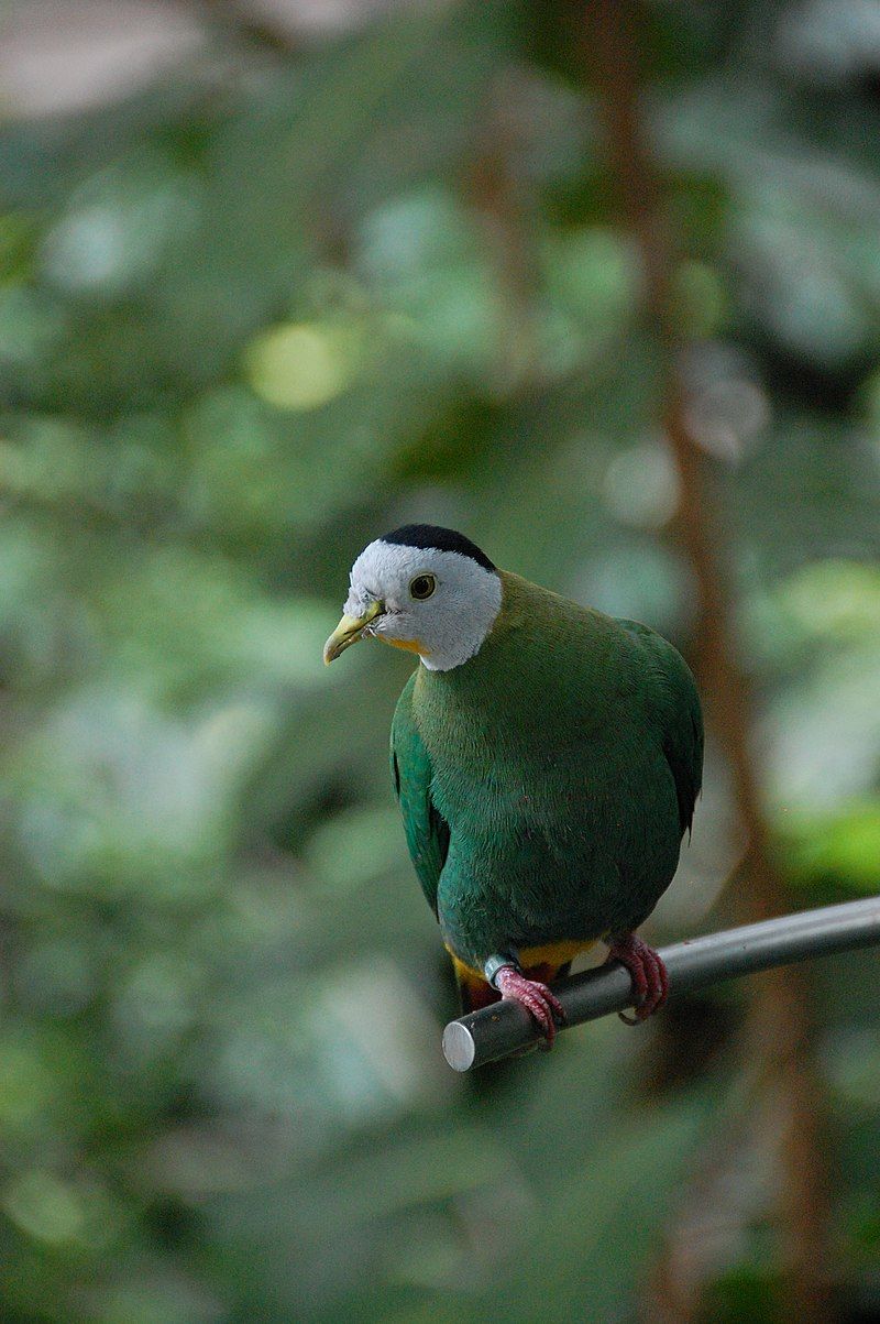 Black-naped_fruit_dove__10