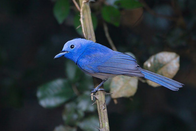 Black-naped_monarch__24