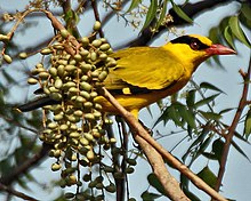 Black-naped_oriole__8