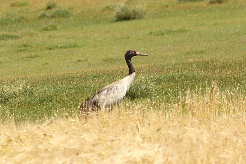 Black-necked_crane__2