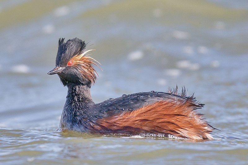 Black-necked_grebe__10