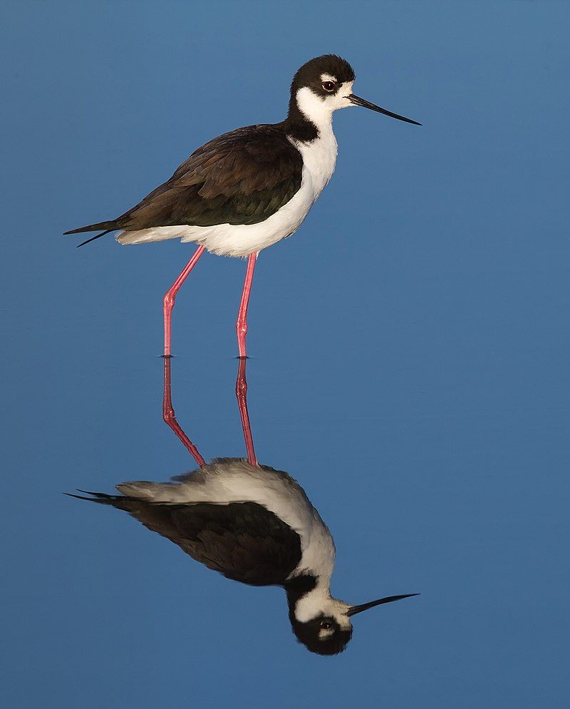 Black-necked_stilt__7