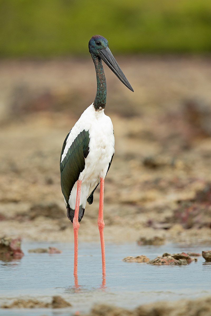 Black-necked_stork__1