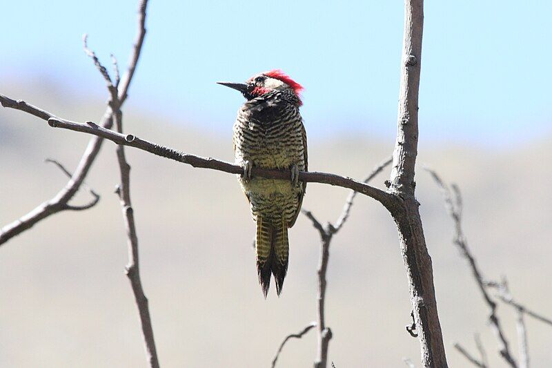 Black-necked_woodpecker__19