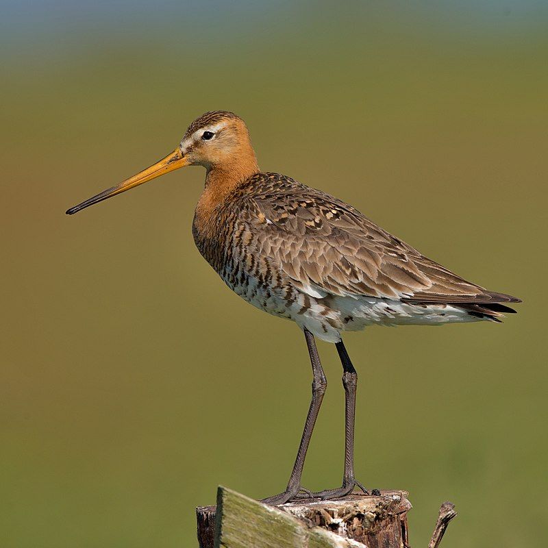 Black-tailed_godwit__10