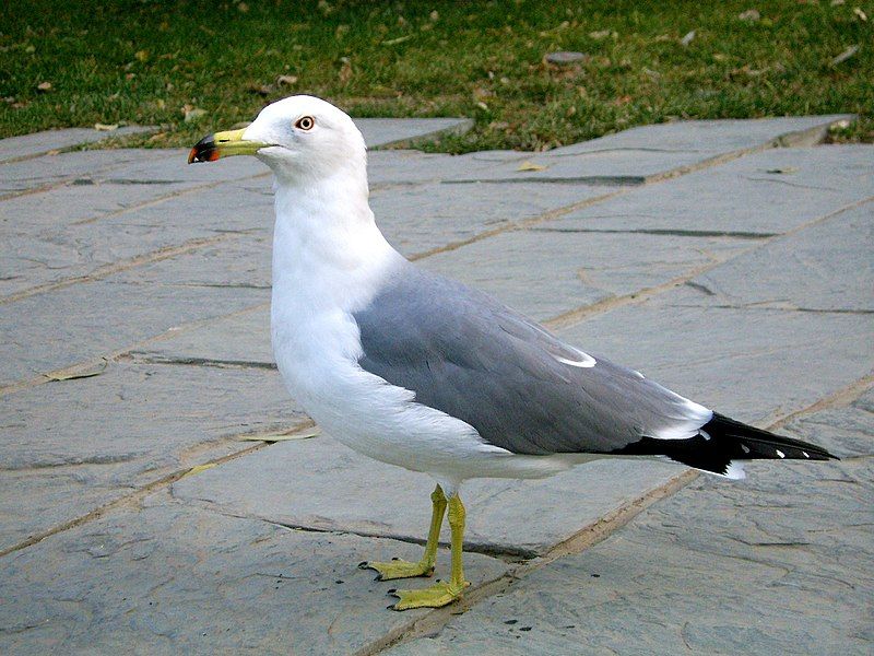 Black-tailed_gull__11