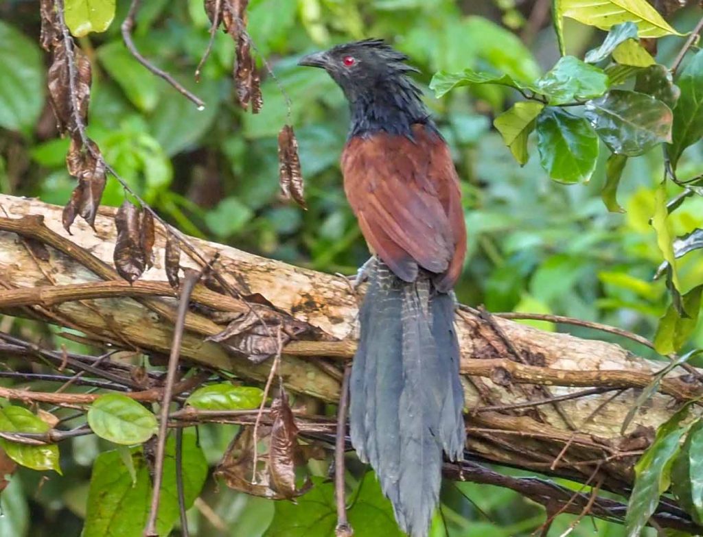 Black-throated Coucal