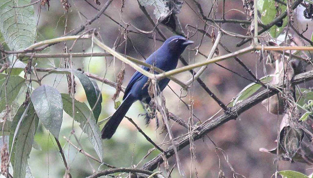 Black-throated jay