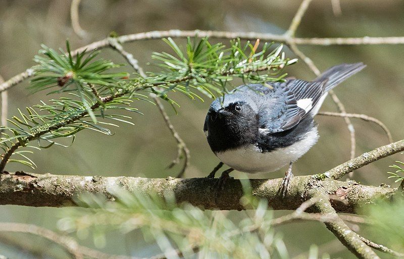 Black-throated_blue_warbler__10