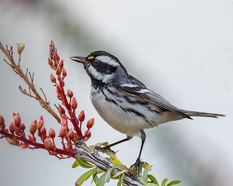 Black-throated_gray_warbler__23