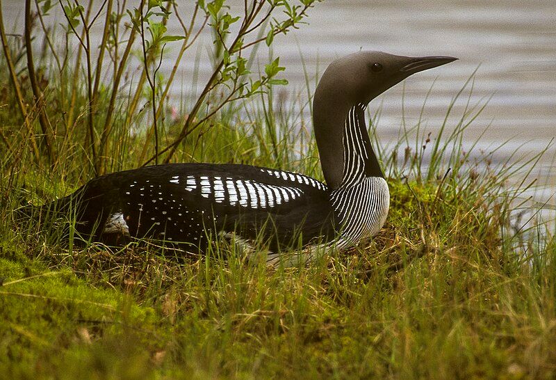 Black-throated_loon__10