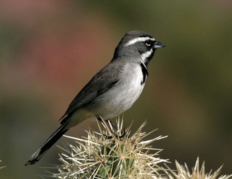 Black-throated_sparrow__13