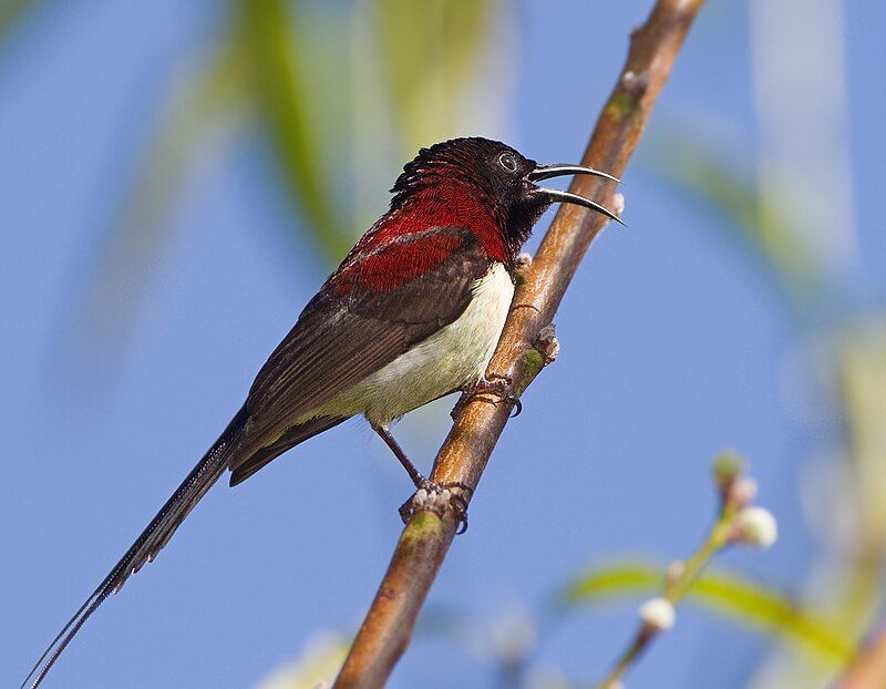 Black-throated_sunbird__17