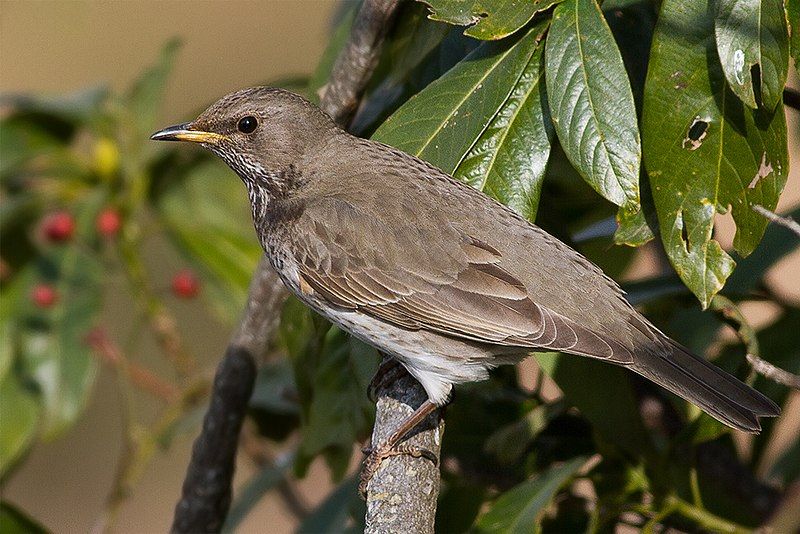 Black-throated_thrush__18